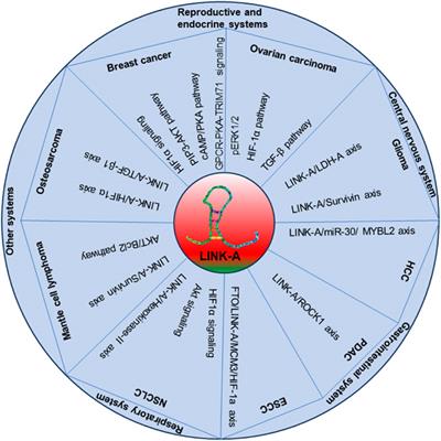 LINK-A: unveiling its functional role and clinical significance in human tumors